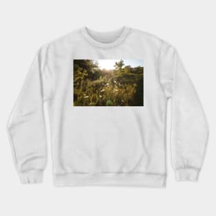 Queen Anne&#39;s Lace at Sunrise Crewneck Sweatshirt